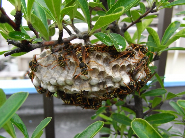 蜂の危険性と安全な駆除方法について